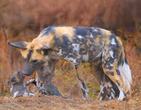 Wildlife at Mala Mala, South Africa