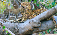 Wildlife at Mashutu, Botswana