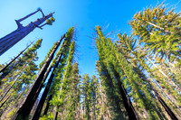 Rejuvenation at Big Basin Park after 2021 fire