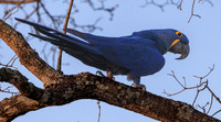 Pantanal life