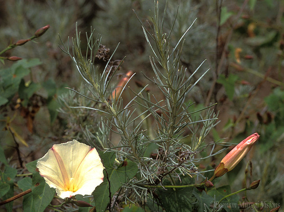Bush Morning Glory, Alum Rock Park, San Jose