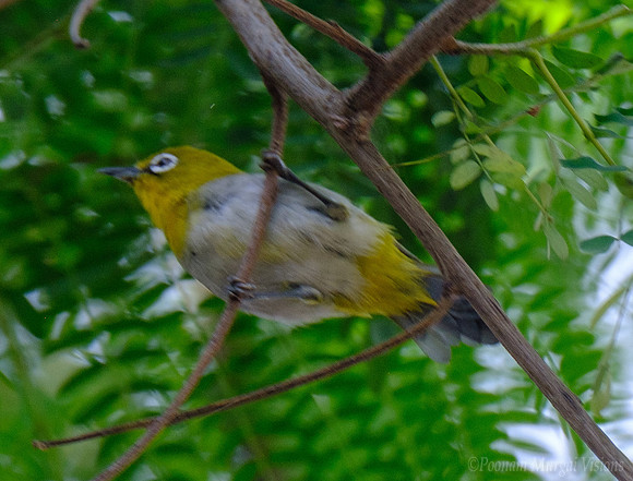 White-spectacled Warbler