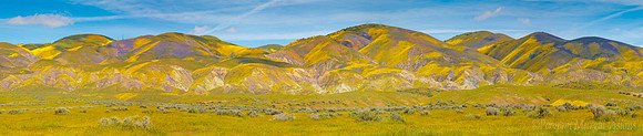 Nature's Tapestry, Carrizo Plains