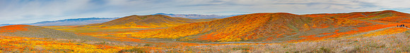 Poppies and Goldfields blanket Antelope Valley