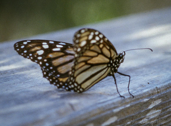 Monarch butterfly opens wings to fly